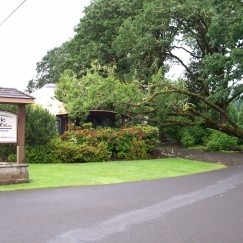 Fallen oak on yurt