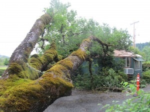 Fallen oak
