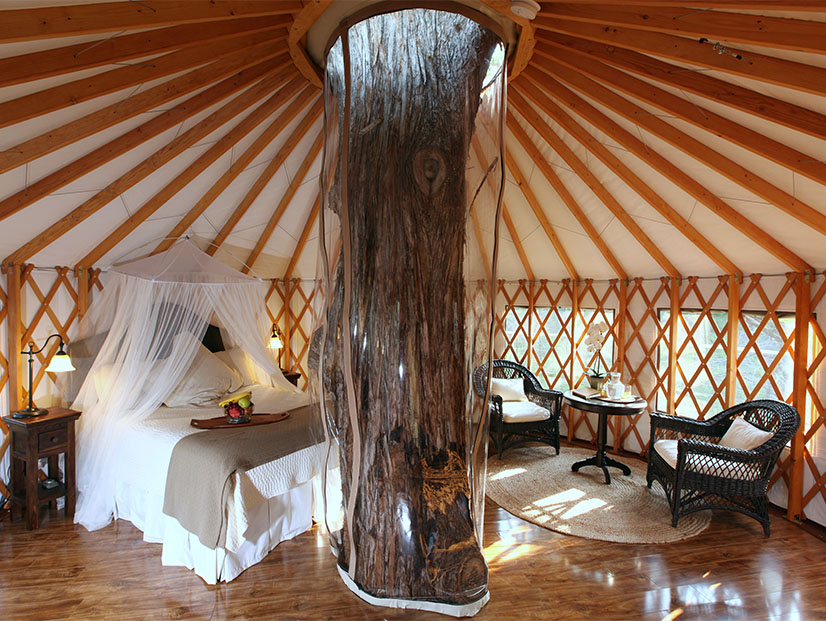 Glamping Yurt built around a tree