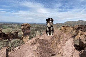 Black and white dog sitting on a rock.