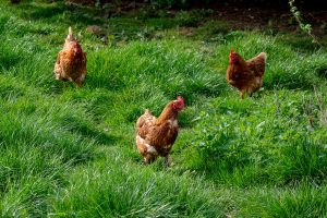 Three-chickens-in-the-grass