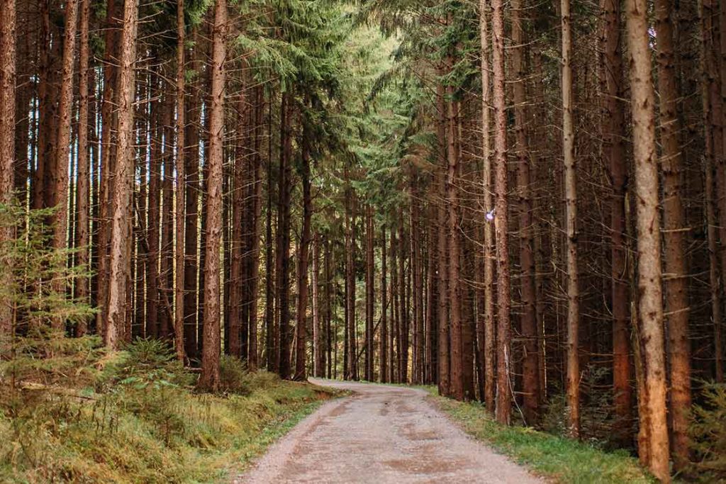 Wooded trail with pine trees